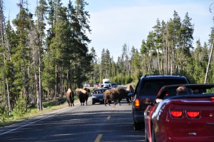 Bison file in Yellowstone