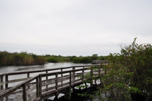 Everglades - Anhinga Trail