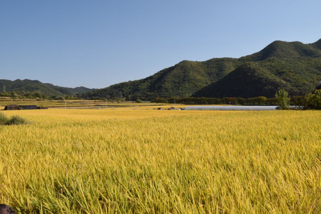 Koreaanse rijstvelden direct buiten het Hahoe Folk Village