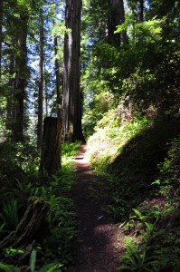 Pad door Redwood State Park