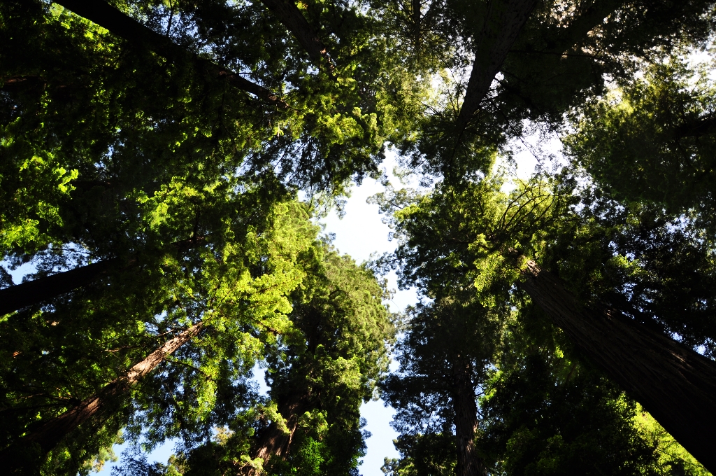 Avenue of the Giants met Redwoods meer dan 100 meter hoog