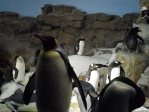 SraWorld - Penguin Encounter