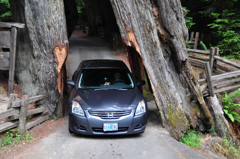Shrine Drive-Through Tree