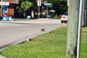 Verdwaalde schildpad in Fort Myers