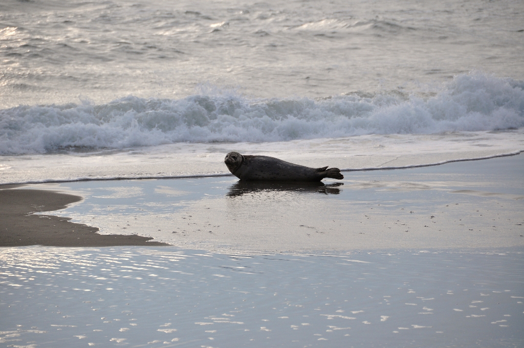Zeehond aan de kust van Oregon